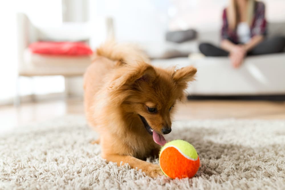 Dog playing with ball on comfortable ball