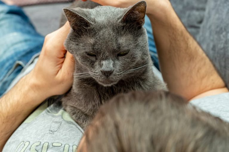 Why Does My Cat Lay on My Chest? Great Pet Care