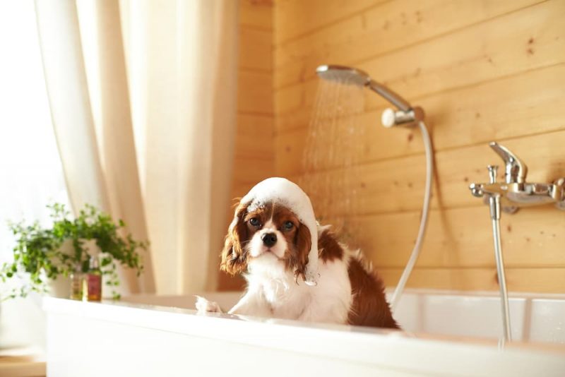 6 Best Dog Shower Attachments to Make Bath Time a Breeze Great Pet Care