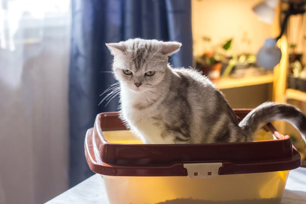 11 Best Dust-Free Cat Litters of 2023 11 Best Dust-Free Cat Litters of 2023