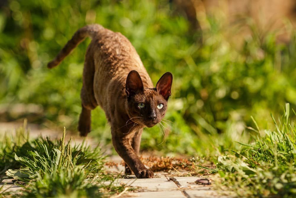 Cornish Rex cat outside in the garden