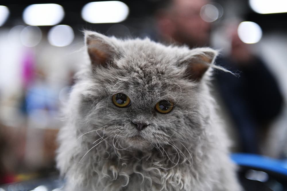 Selkirk Rex cat 