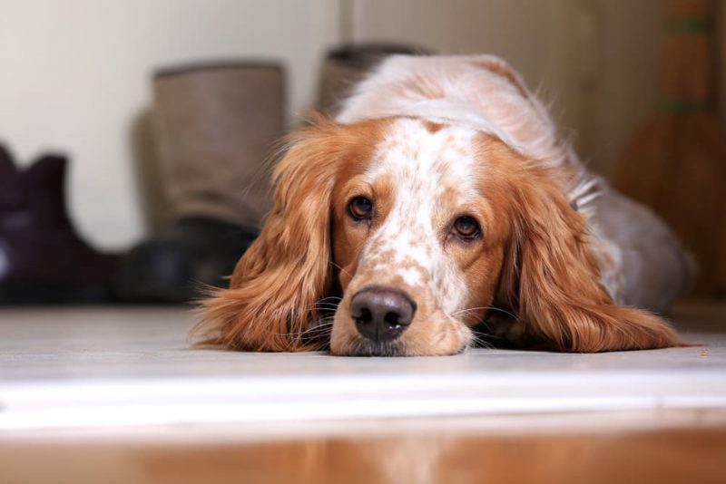 My Senior Dog Sleeps All Day Is This Normal? Great Pet Care