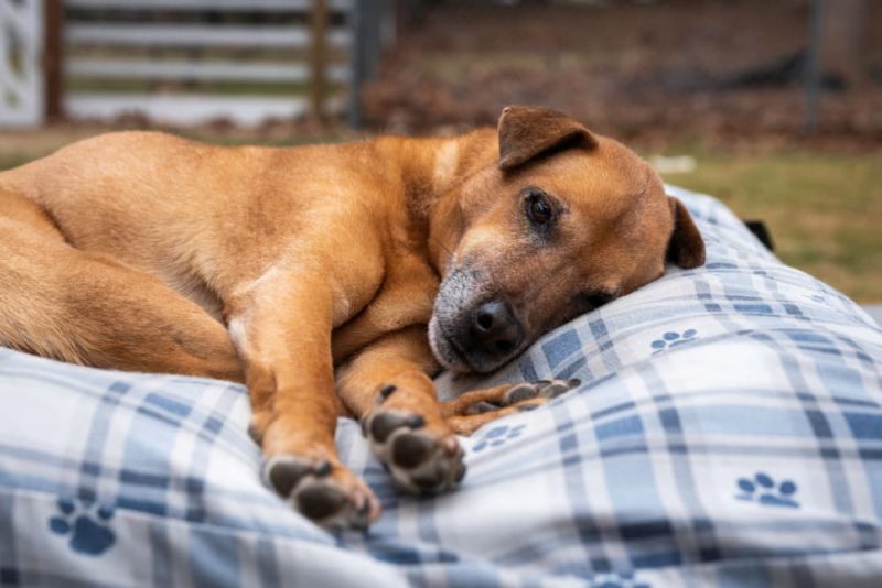 My Senior Dog Sleeps All Day Is This Normal? Great Pet Care
