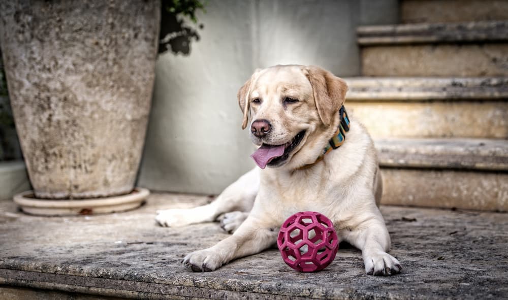 Older dog lying down with ball