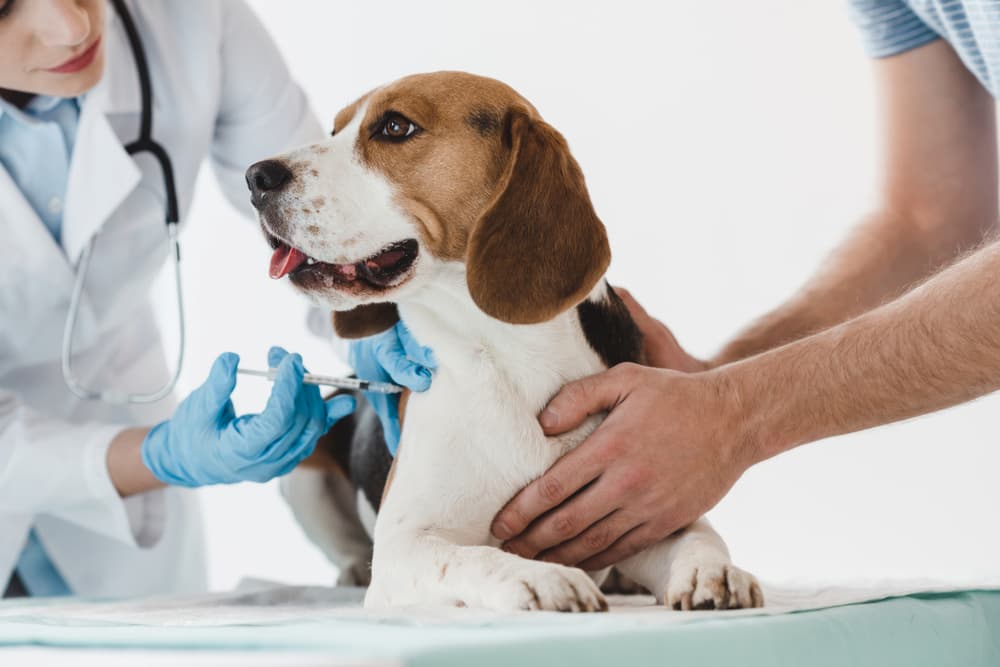 Beagle gets a vaccination from vet