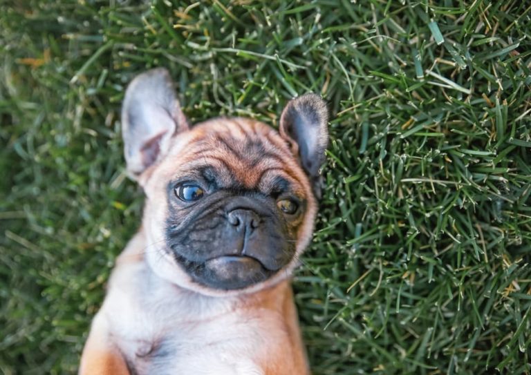 Pugs mixed best sale with chihuahua