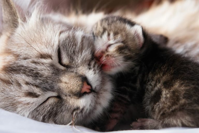 mother and baby kitten