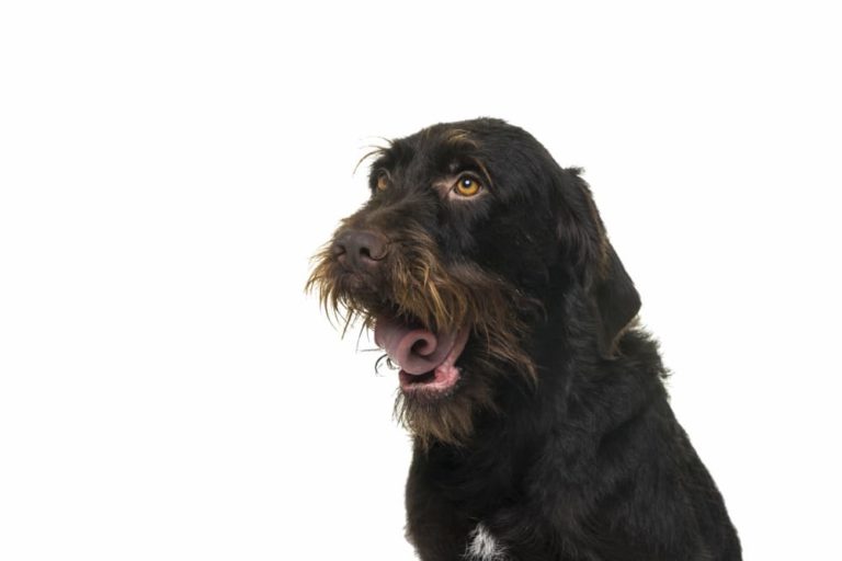Dog Wheezing What It Sounds Like and Why It Happens Great Pet Care