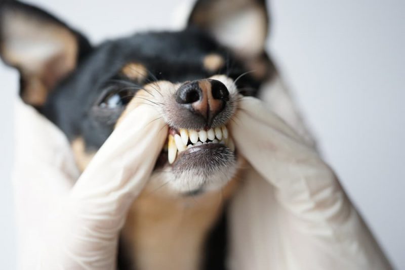 Dental Disease in Dogs Great Pet Care