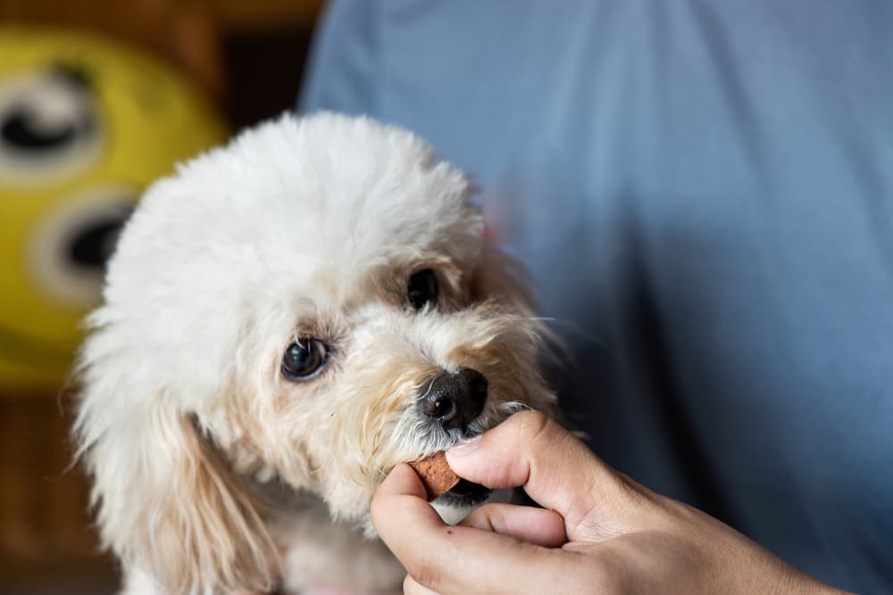 Dog takes heartworm preventative