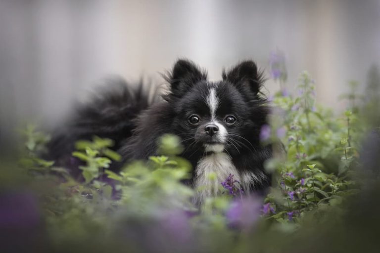 Dog sitting in catnip