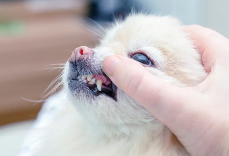 Gingivitis in Dogs Great Pet Care