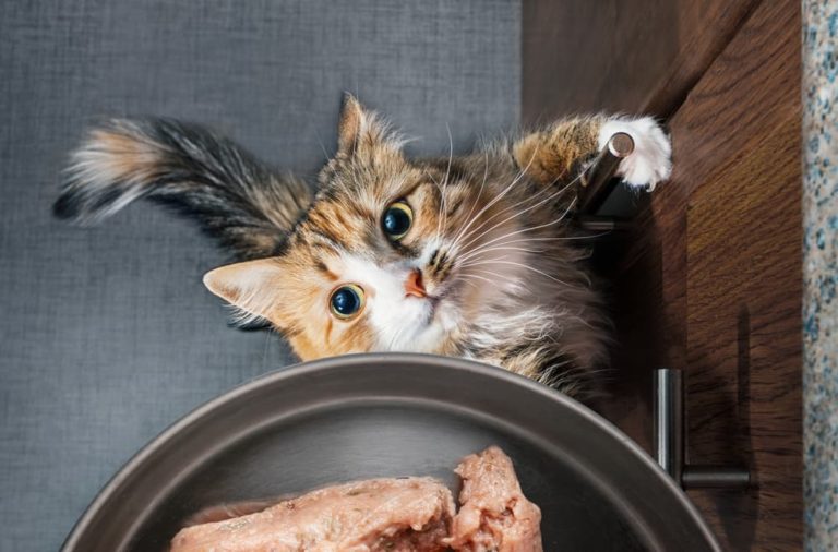 Can Cats Eat Raw Chicken? Great Pet Care