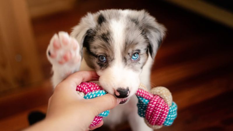 View of When Do Puppies Stop Biting? | Great Pet Care