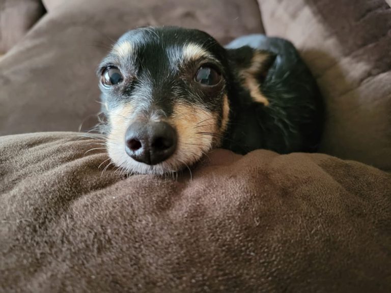 Sick dog on couch with watery eyes