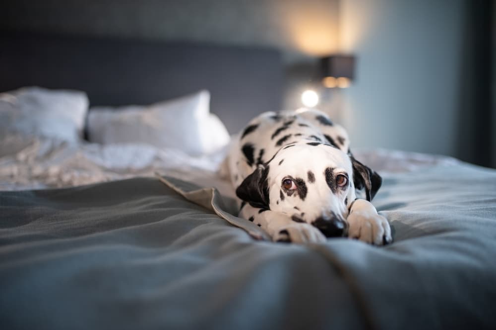 Lonely Dalmatian on bed