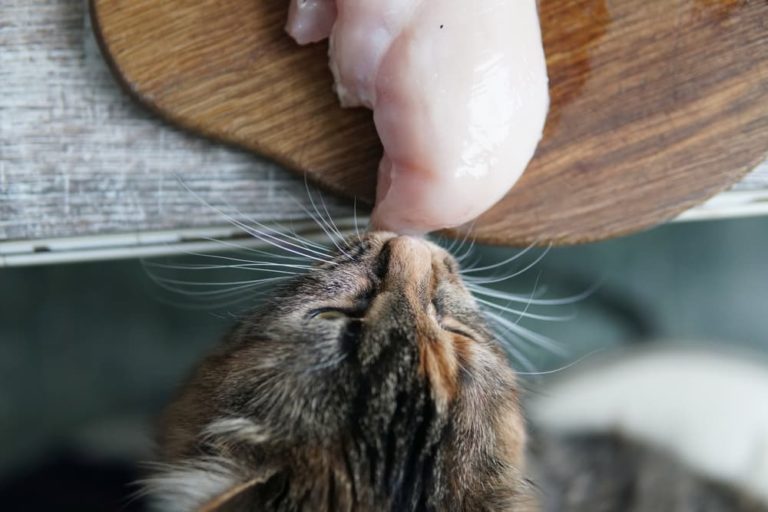 Do cats shop eat raw chicken