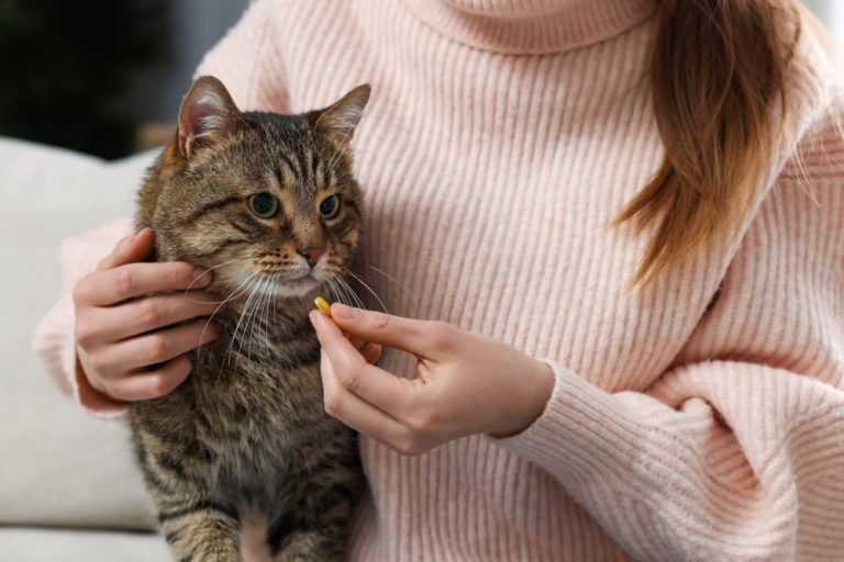 Woman giving cat antibiotic