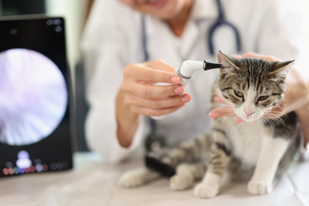 Vet examining cat ear