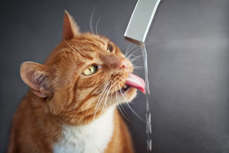 Cat with increased thirst