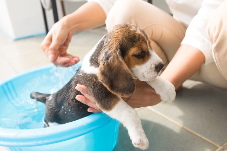 How to Bathe a Puppy Tips, Schedule, and Grooming Essentials Great