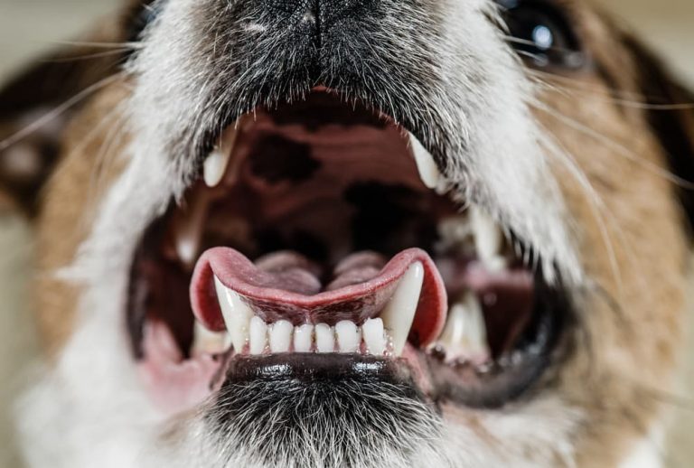 Dental Disease in Dogs Great Pet Care