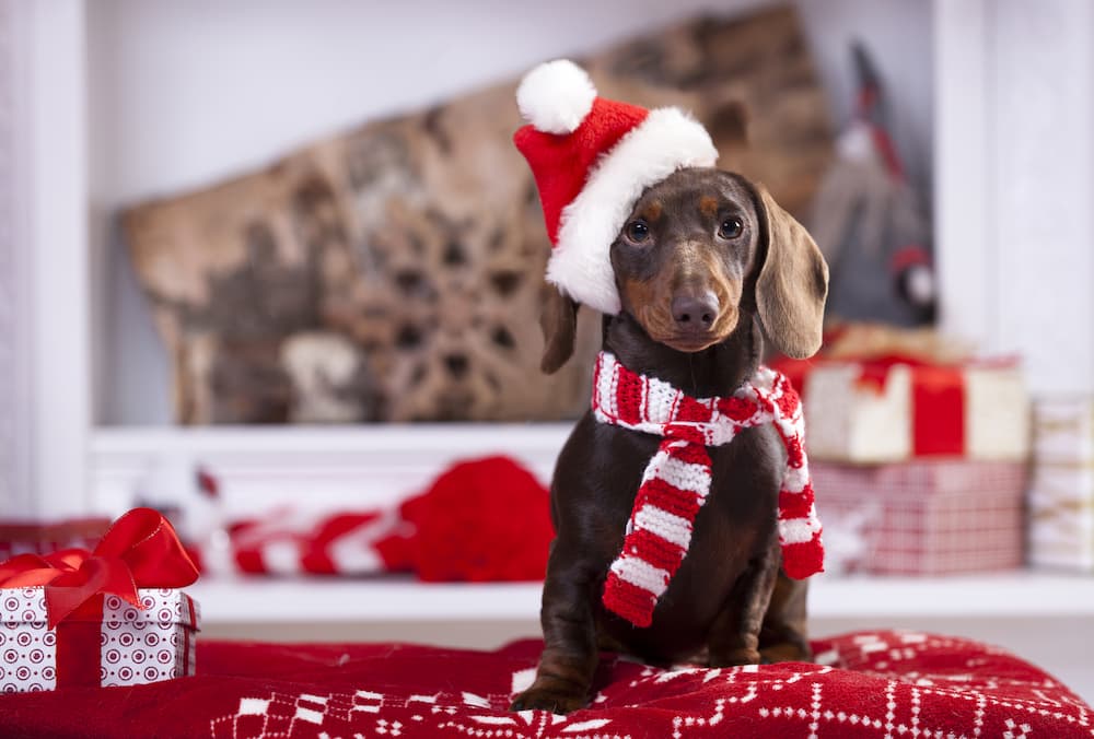 Dog dressed in Christmas Santa hat