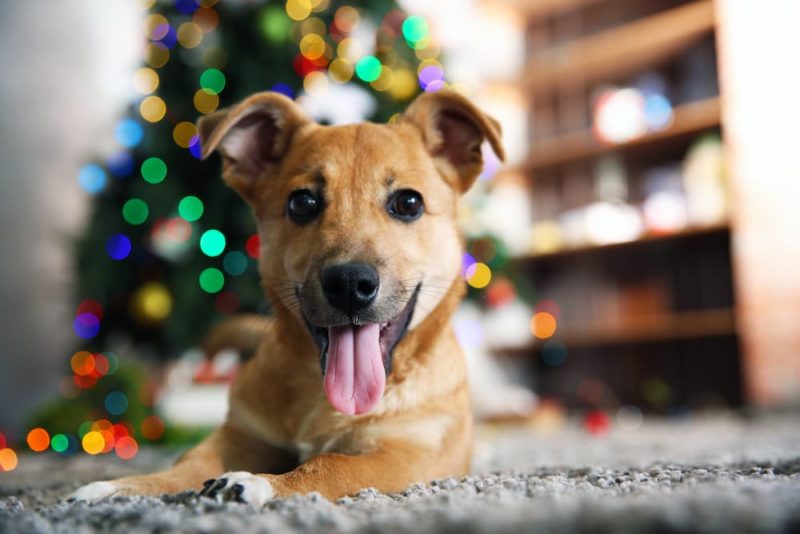 142 Christmas Dog Names to Love All Year Long Great Pet Care