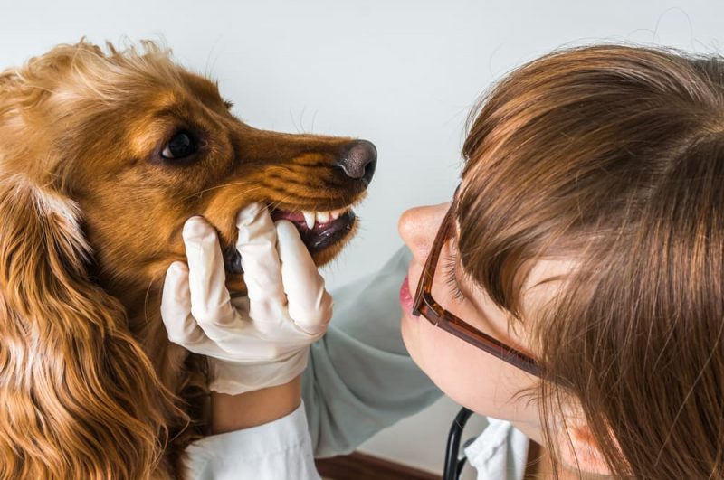 Dental Disease in Dogs Great Pet Care