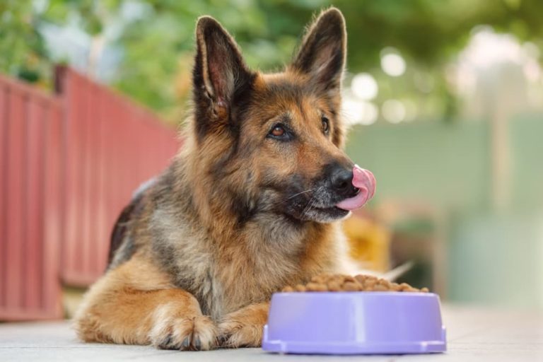 Dog eating from food bowl excited to eat