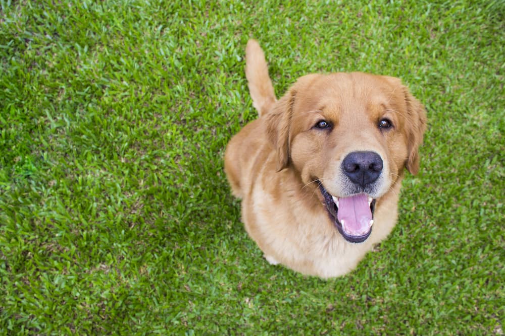 Happy dog waiting for food