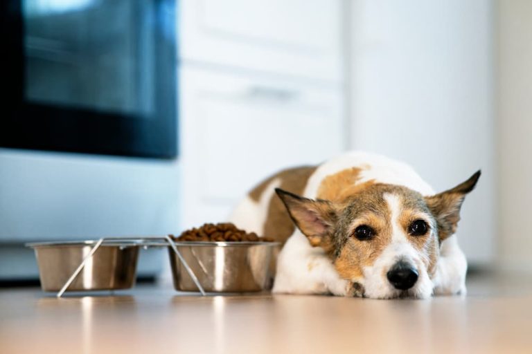 Appetite Stimulants for Dogs 7 Picks Great Pet Care