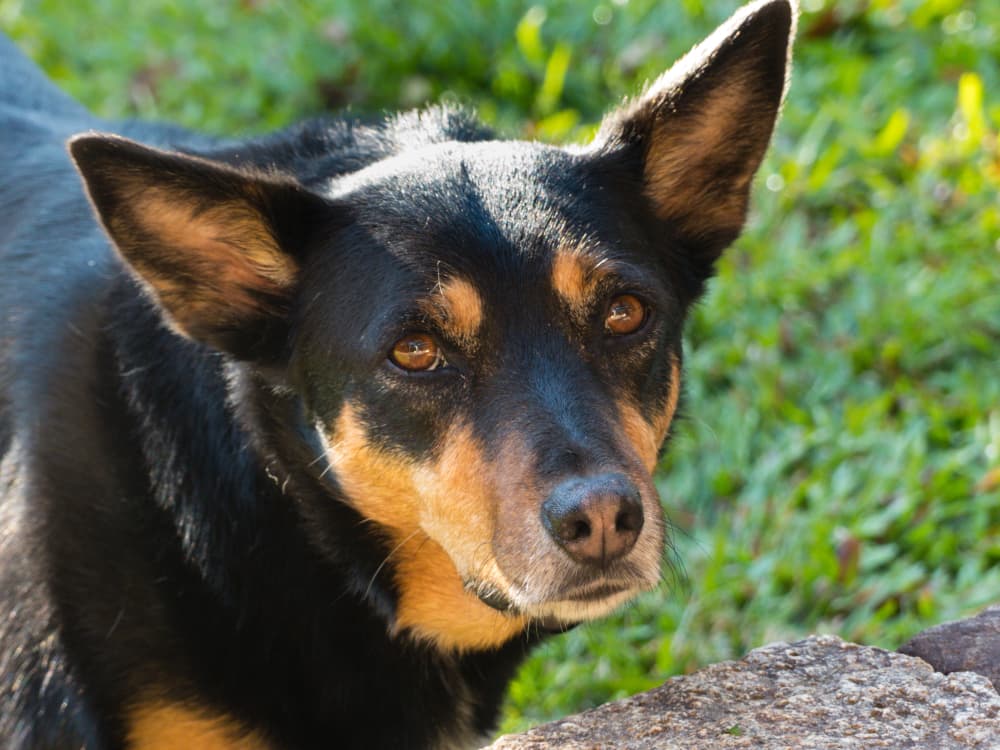 Close-up shot of an Australian Kelpie