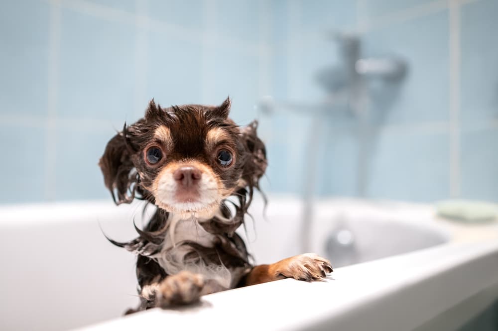 Chihuahua getting a bath