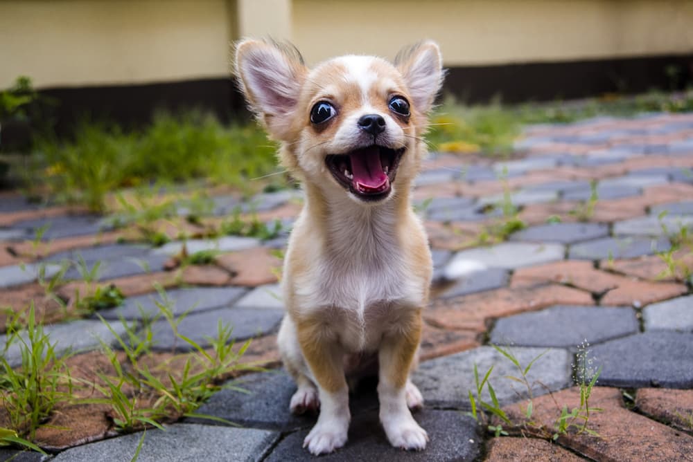 Young Chihuahua sitting outside