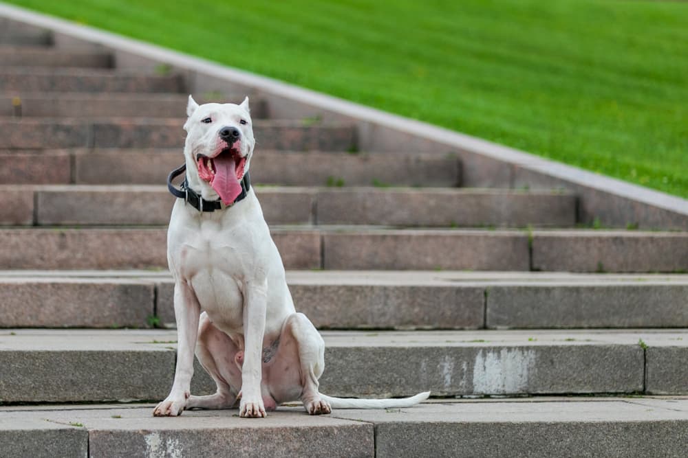 Dogo Argentino sitting on stairs outside