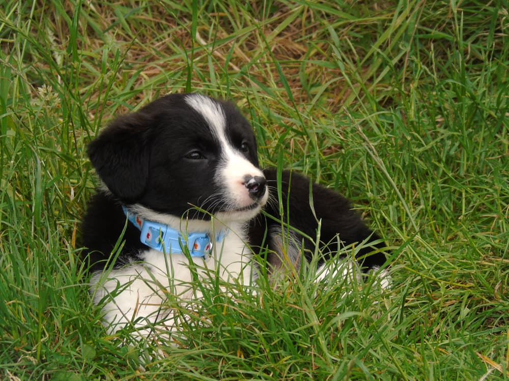 Sprollie puppy laying in the grass