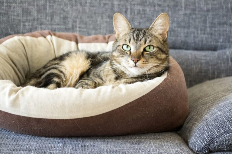 8 Best Cat Beds for Your Snoozing Feline Great Pet Care