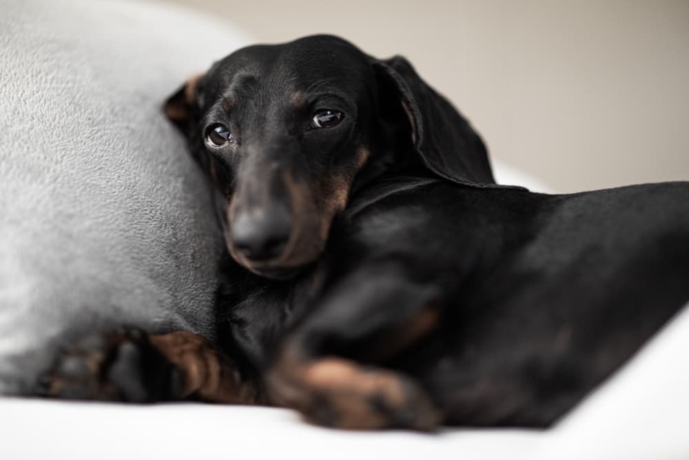 Dog snuggled feeling sick