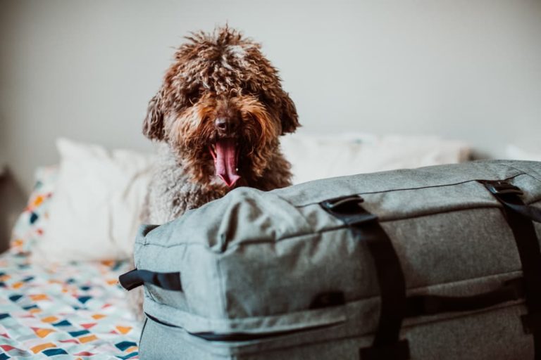 Dog sitting by suitcase on bed