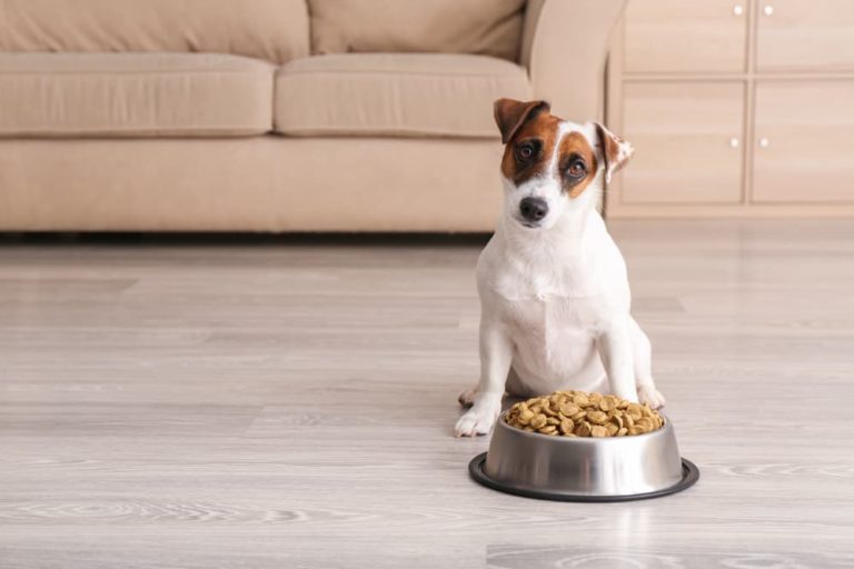 Dog Food for Kidney Disease 3 Diets to Consider Great Pet Care