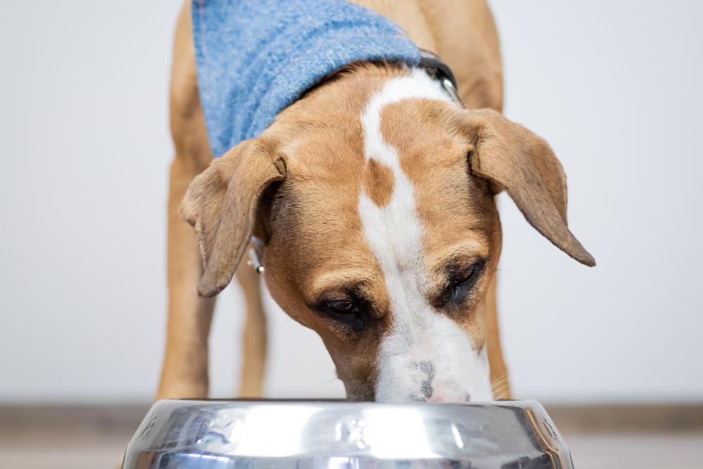 Is Chicken Good For Dogs With Kidney Disease Is Chicken Good For Dogs With Kidney Disease