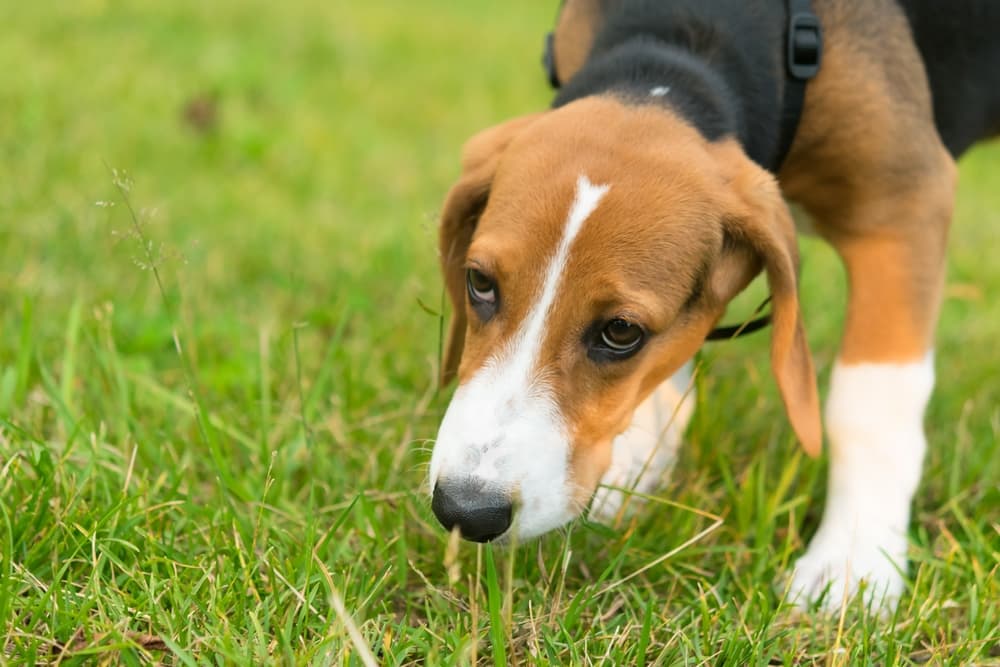 Dog sniffing in the grass