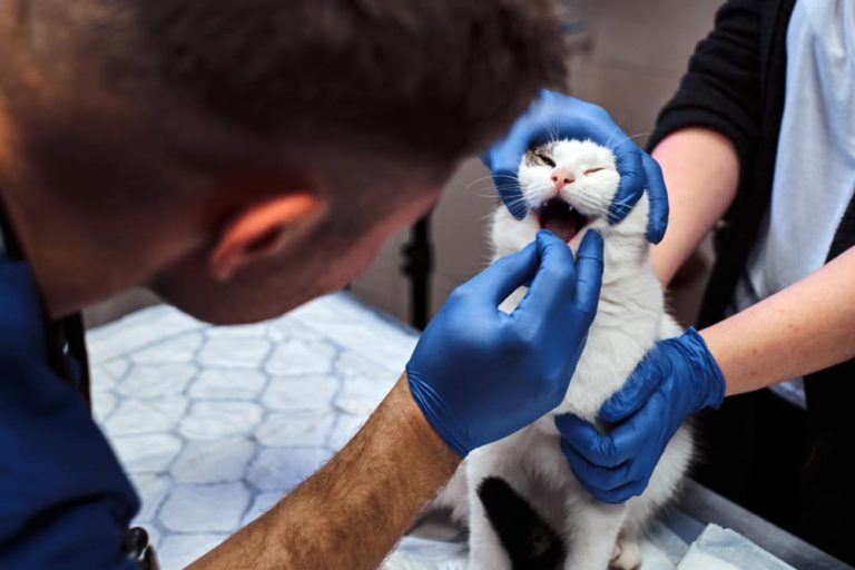 Veterinarian examining cat's teeth and mouth