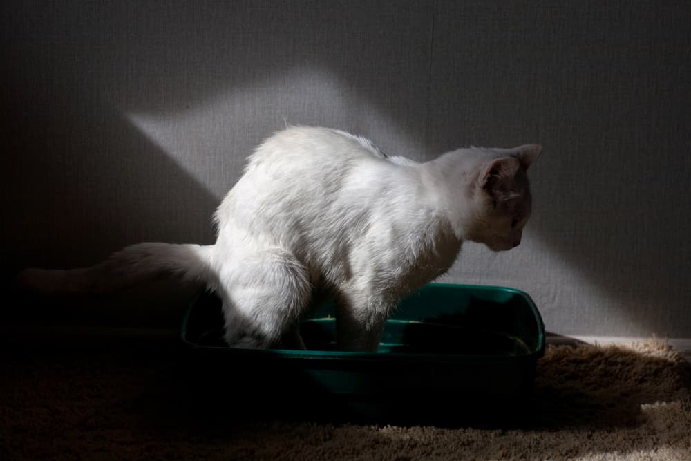 Constipated cat tries to go to the bathroom in litter box