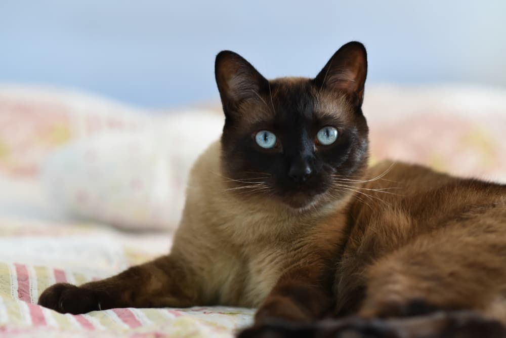Cat Lipoma Causes And Treatment Options Great Pet Care