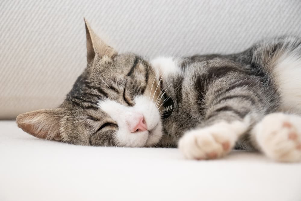 Grey and white cat sleeping