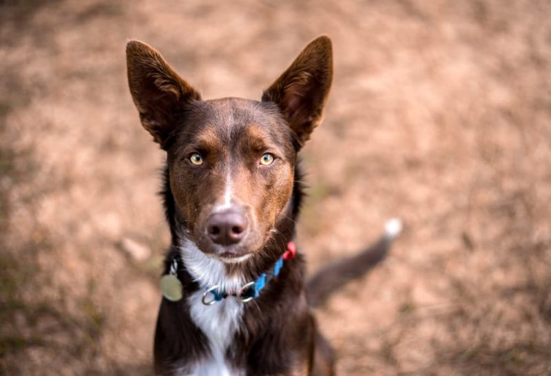 Australian Kelpie Great Pet Care