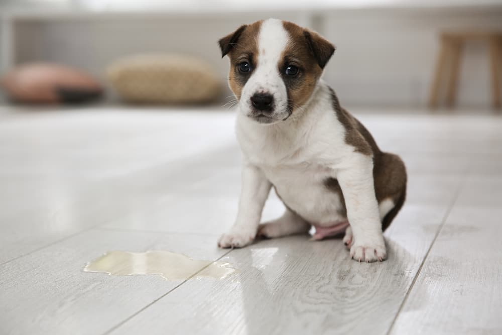 Puppy peeing on floor